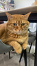 素力高（SolidGold）猫粮高蛋白 鸡肉益生菌进口猫粮12磅/5.44kg 实拍图
