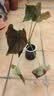 虹越（HONGYUE）高端绿植彩叶芋盆栽 多品可选室内阳台客厅装饰观叶植物 【DH彩叶芋】