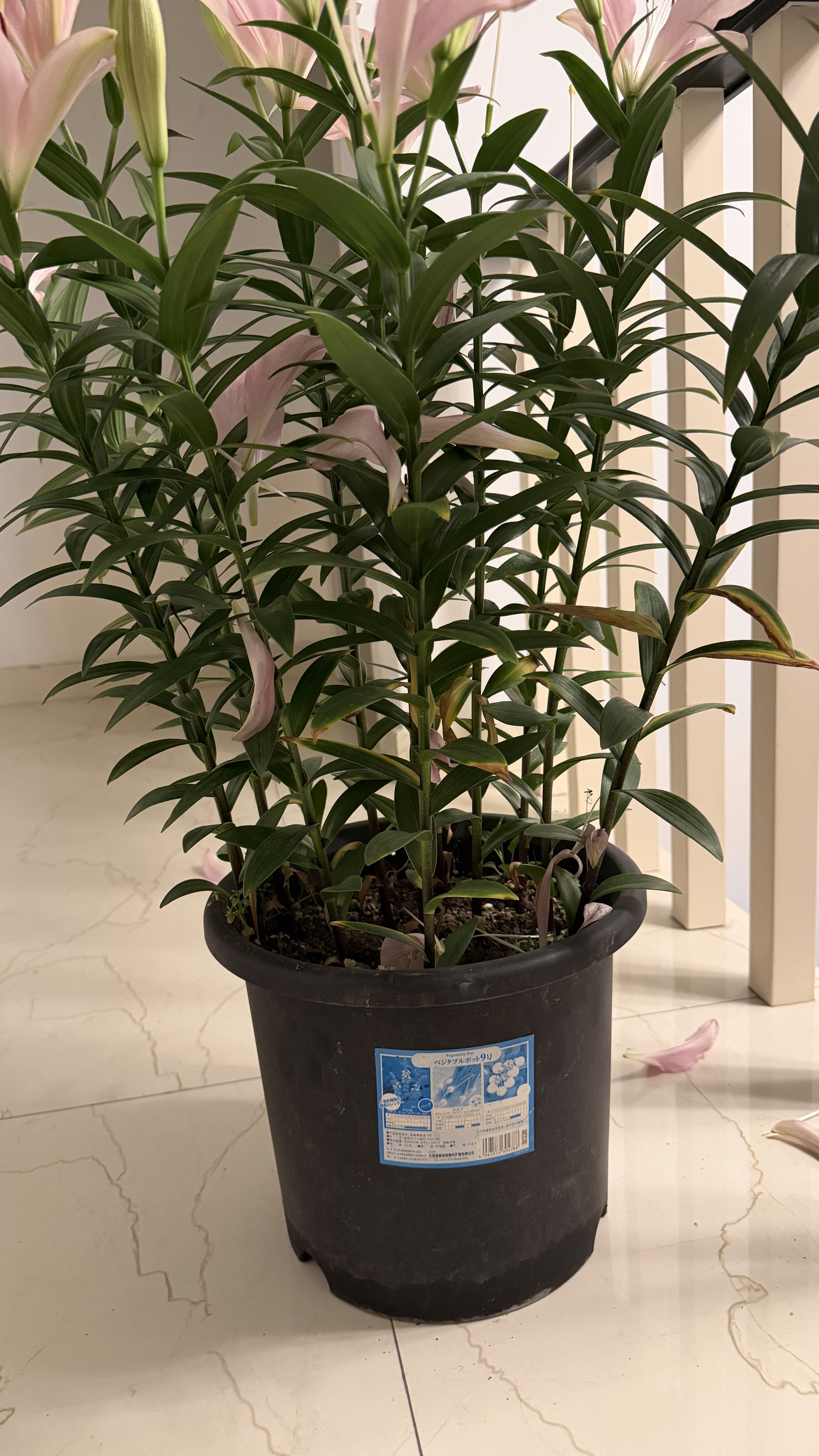 爱丽思花盆塑料圆形树脂多肉花盆种花种菜盆绿萝爱丽丝 军绿口径30.1cm 实拍图