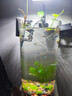 尼奥光（NEO-HELIOS）鱼缸灯水草灯LED灯S3pro+RGB植物光谱 【二代】8W尼奥S3【适用20-30鱼缸】 实拍图