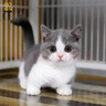 好主人（CARE） 无谷冻干幼猫成猫猫粮 全价通用粮 82%含肉量 1.6kg/3.2斤 实拍图