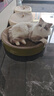 【京东快递】猫抓板猫窝一体式耐磨不掉屑超大可睡觉瓦楞纸磨爪板 圆形50*9【20斤内，送猫薄荷】 实拍图