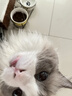 愛肯拿（ACANA）猫粮 海洋盛宴成猫幼猫粮 全价通用无谷进口鱼肉粮5.4kg效期26/12 实拍图