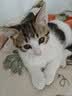 力狼猫粮 成猫幼猫通用型天然粮 【进阶护胃-尝鲜】鲜肉冻干双拼1.5kg 实拍图