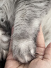 网易严选全价猫粮4.0 宠物主粮成幼猫无谷鲜肉护肠胃 鸡肉羊奶味1.5kg*4袋 实拍图