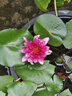 苏菲【黄油小熊】超熟睡柔棉感夜用卫生巾42cm15片超长扇尾姨妈巾自营 实拍图