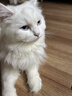皇家成猫猫粮 营养均衡 F32 通用粮 1-7岁 2KG 实拍图