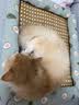 licheers猫狗窝凉席小型犬宠物猫咪睡垫夏季床垫泰迪中大型犬狗垫子 M号 实拍图