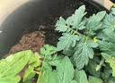 漫生活 10L进口通用型营养土种菜土有机园艺种植土壤花盆发财树种植花土 实拍图