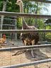 派迪诺宠物D-生物素营养膏猫咪狗狗美毛防掉毛多维生素营养补充剂 实拍图