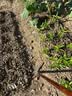 绿族锄头挖土开荒农用长柄老式挖地种菜除草工具钢头加厚户外园艺镐头 实拍图