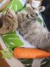 憨憨宠猫笼折叠猫笼子大号猫别墅加粗加密双层猫舍猫窝宠物猫咪用品家用 黑色 600双层 实拍图
