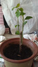 重瓣红三角梅盆栽带花三角梅苗勤花品种爬藤老桩室内花卉植物四季 中国红 3年苗【当年开花】不含盆 实拍图
