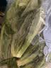 【24小时鲜】富硒香芹苗200g(长度≤40cm) 实拍图