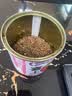 Touch Fish 小学生手工DIY小盆栽材料罐装易拉罐头桌面植物科学实验奖品 心想柿成（西红柿） 实拍图