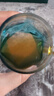 雀巢（Nestle）咖啡特调系列奶茶咖啡幽兰茉莉奶茶速溶冲调饮品17gx5条 实拍图