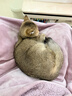 皇家猫粮 英短成猫粮 BS34 通用粮 12月以上 2KG 实拍图
