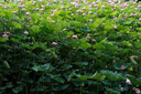 富士（FUJIFILM）X-T5/XT5 微单相机 套机（16-50mm) 4020万像素 7.0档五轴防抖 6K30P 经典机械拨盘 银色 实拍图