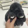JOKKMOKK积凹马克真貉子毛獭兔毛钥匙扣女包包挂件可爱公仔 浅灰色 小号小兔子 实拍图