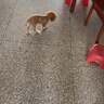 疯狂小狗 小型犬狗粮幼犬成犬宠物泰迪贵宾博美比熊小型犬通用粮 1.5kg3斤 实拍图