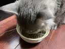 比瑞吉猫粮全价全阶段鸭肉瓜6幼成年期清火美毛低敏添加鱼油三文鱼2kg*3 实拍图