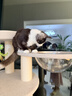 兽牌森林猫爬架大型猫树猫窝一体豪华剑麻猫架太空舱缅因大猫四季适用 森林【经典款】 实拍图