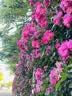 富士（FUJIFILM）GF45-100mmF4 R LM OIS WR 中画幅标准变焦镜头 G卡口 实拍图