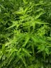 老皮匠 表带女真皮手表带适用化石飞亚达阿玛尼真皮牛皮手表带 女真皮小牛皮手表链男蝴蝶扣 棕色 玫瑰金色针扣 14mm 实拍图
