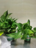 京东绿植绿萝盆栽除甲醛花卉绿植办公室新房净化空气 120款10盆源头直发 实拍图