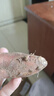 现挖沙地蜜薯空气炸锅红薯沙地板栗薯新鲜自种龙九正宗黄心香甜 沙地蜜薯 2斤 带箱 中小果 实拍图