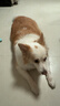 伯纳天纯狗粮中大型犬全价成年犬粮17kg羊肉蔓越莓味囤货装 实拍图