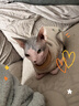 皇家成猫猫粮 肠道舒适 EP42通用粮12月以上2KG 实拍图