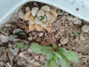 【亏本冲量】多肉植物盆栽新手套餐迷你绿植 鸡蛋碧桃1棵(不带盆和土） 实拍图