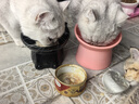 弗列加特 98%高肉含量FPMR生骨肉猫主食罐头 鲜鸡肉幼猫罐头95g*6罐 实拍图