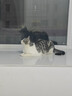皇家室内成猫粮 I27 通用粮 12月以上 2KG 实拍图