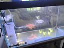 森森鱼缸过滤器三合一内置小型水族箱过滤系统增氧泵XQP-1000F 15W 实拍图
