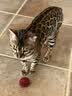 pidan经典混合猫砂 豆腐膨润土混合 3.6kg款4包装 实拍图