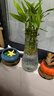 特大号玻璃花瓶桌面插花水养鲜花富贵竹高花瓶ins风客厅装饰摆件 【21高透明】大号锥桶水波纹 实拍图