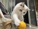 多特思幼猫羊奶猫条25支添加益生元幼猫咪零食湿粮 实拍图