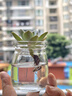 墨一多肉植物室内带盆组合小盆栽带桩大颗好养活多品种花卉绿植营养土 10颗不重复 实拍图