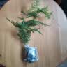 文竹盆栽绿植花卉盆景植物室内客厅水培文松云竹文竹大苗四季常青 小文竹【1颗】原盆原土球发货 高度15-25cm 实拍图