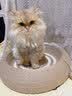 蒯蒯猫抓板猫窝猫抓板窝四季通用剑麻夏季猫窝不掉屑猫抓盆大号耐磨窝 52CM圆形全剑麻猫抓板【深睡款】 晒单实拍图