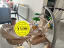 丸丫T6-2遛娃神器高景观婴儿推车可坐可躺轻便折叠换向香槟金PRO 实拍图