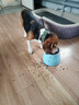 LEGENDSANDY蓝氏狗粮金毛柯基拉布拉多全犬种成犬幼犬多肉蔬菜15kg【囤货装】 实拍图