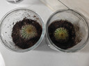 行湘仙人球多肉植物盆栽办公室室内小摆件 金冠+圆柱玻璃瓶 源头直发 实拍图