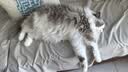 麦富迪 猫罐头 barf鲜肉主食罐头成幼猫通用猫咪零食湿粮 三文鱼配方100g*2（成猫） 实拍图