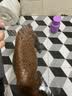 雪貂留香宠物沐浴露 泰迪比熊柴犬萨摩耶专用蓬松柔顺狗狗浴液 柔顺护毛素 实拍图