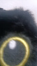 新款罗小黑小猫玩偶挂件可爱超萌毛绒公仔钥匙扣学生书包包挂饰 黑猫【黑手提绳+红绿围巾】 实拍图