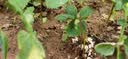 滨淇草莓苗奶油草莓大棚秧苗四季草莓苗当年结果带原土10棵源头直发 实拍图