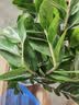 植男植女金钱树大型盆栽植物室内客厅落地办公室轻奢招财好养绿植源头直发 实拍图